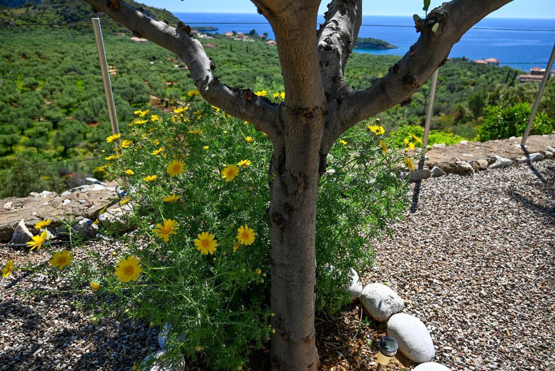 Athina'S Stone House In Kardamyli Villa Buitenkant foto